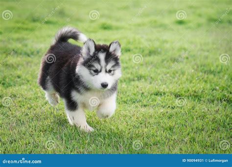 Cute siberian husky puppy stock image. Image of running - 90094931