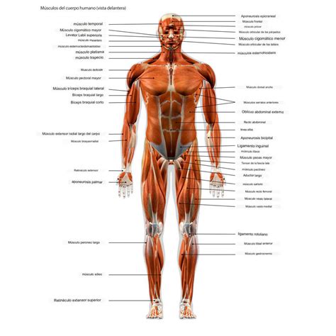 Músculos del cuerpo humano: de la cabeza, el cuello, el tronco, los ...