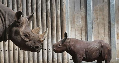 Indian Park Rangers Shoot Poachers On Sight, Reduce Rhino Poaching To Almost Zero