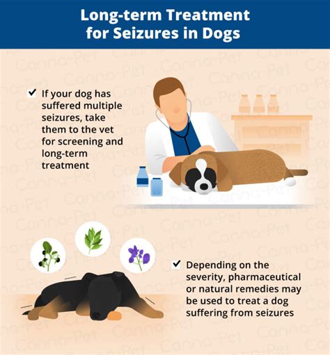 What to Do After Your Dog Has a Seizure | Canna-Pet