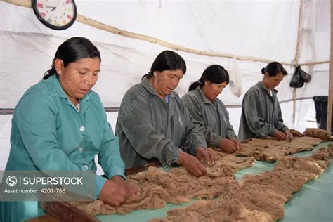 Vicuna (Vicugna vicugna) wool processing plant, women employed from Andean communities are ...