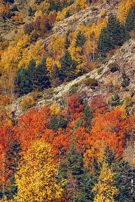 Pyrenees fall forest | Grayson highlands, Autumn landscape, Autumn scenery