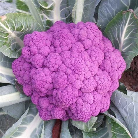 benih Purple Cauliflower 10 biji kobis bunga ungu benih sayuran ...