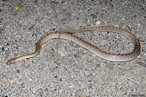 Desert Glossy Snake - Arizona elegans eburnata