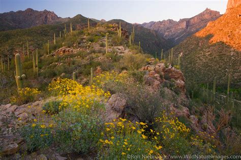 Sabino Canyon Recreation Area | Tucson, Arizona. | Photos by Ron Niebrugge