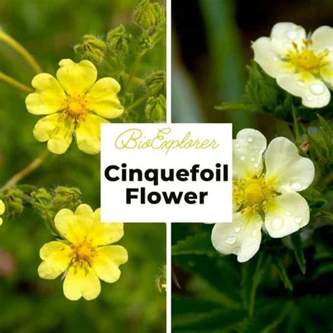 Cinquefoil Flower | Potentila fruticosa | Widdy | FiveFingers | BioExplorer