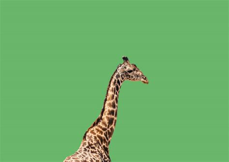 Best Green Screen Animals Stock Photos, Pictures & Royalty-Free Images ...