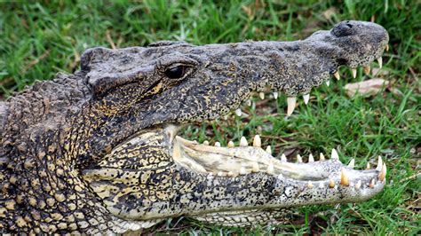 How Long Have Saltwater Crocodiles Been On Earth - The Earth Images ...