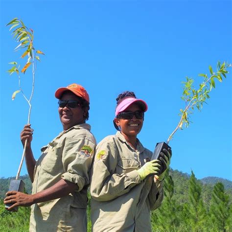 Mahogany Glider Woodland Habitat: Tree Planting Wildlife Corridor