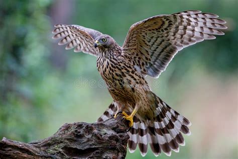 Northern goshawk juvenile stock photo. Image of bird - 162693284