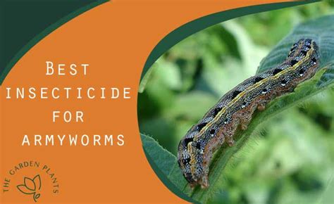 Best insecticide for Armyworms [Liquid and homemade spray]