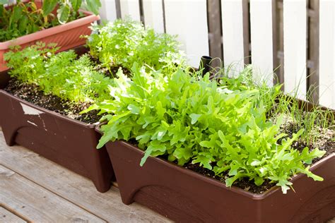 Vegetable gardening in containers - Peanut Blossom