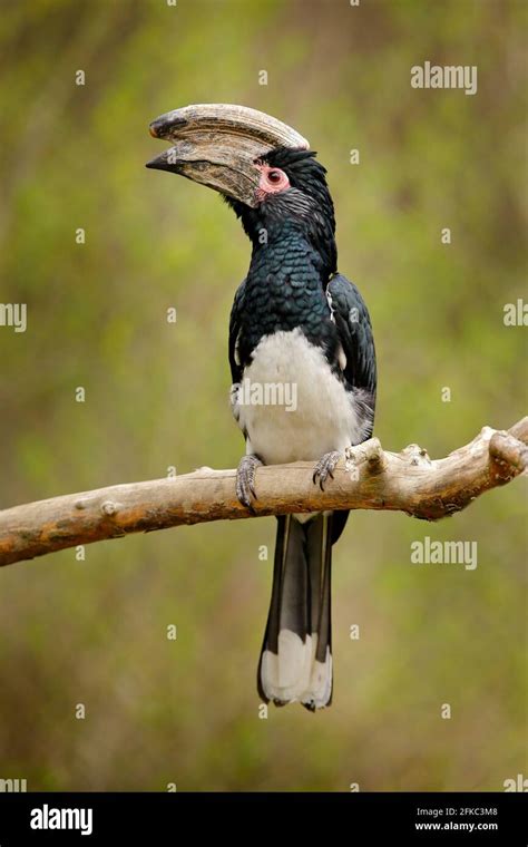 Trumpeter hornbill, Bycanistes bucinator, bird with big bill, common resident of the tropical ...