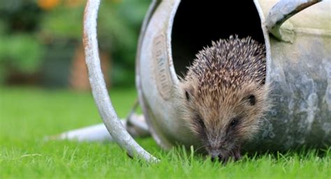 Mind in Somerset | Somerset Wildlife Trust