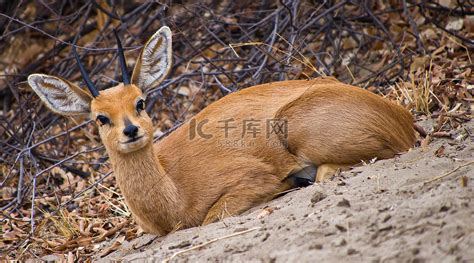 Steenbok，卡马犀牛保护区，博茨瓦纳高清摄影大图-千库网