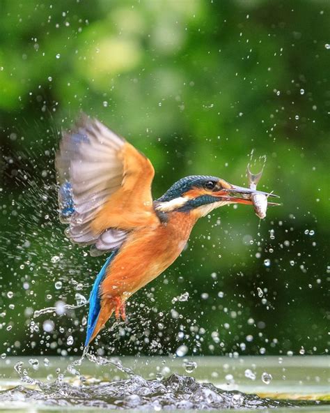 Stunning Capture of Kingfisher Catching a Fish - Behind The Shot | Bird ...