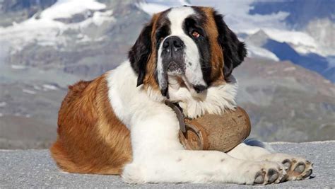 Saint Bernard Dog Breed » Information, Pictures, & More