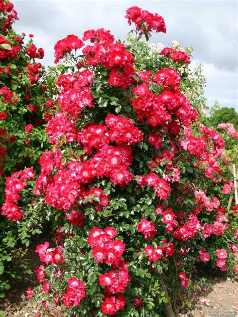 Buy Dortmund – Shrub Rose – AGEL ROSEN