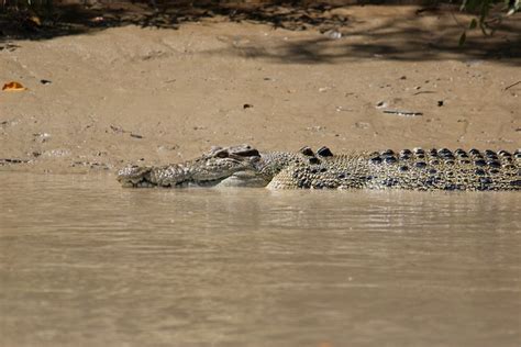 Jumping Crocodiles of the Adelaide River | Lateral Movements