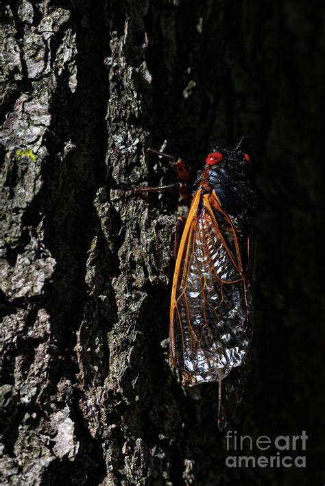 Year of the CIcada - 2021 Photograph by Dennis Rebadavia | Pixels