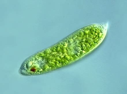 Euglenozoa - CreationWiki, the encyclopedia of creation science