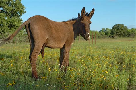 Juan the stripe-legged donkey