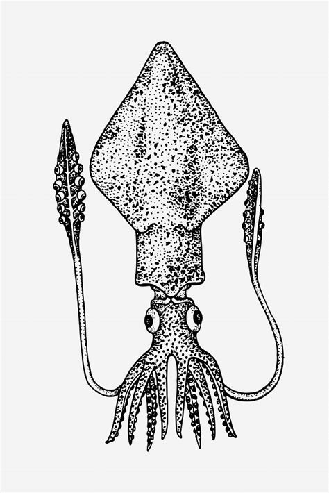 Squid illustration. Free public domain | Free Photo - rawpixel