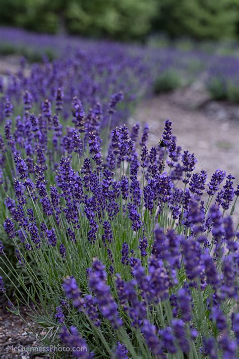 Lavender Likes Full Sun, Well-Draining Soil ... and an Occasional Trim | Frau Zinnie