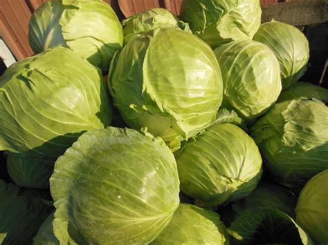 Fresh Green Cabbage by BS Oneke group LLC, Fresh Green Cabbage from ...