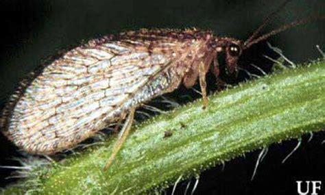 brown lacewings of Florida