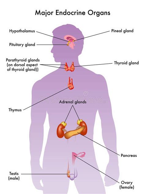 Endocrine system. Medical illustration of the major endocrine organs , #Ad, #Medical, #system, # ...