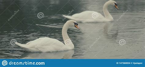 Lake swans. Two swans stock photo. Image of closeup - 147360834