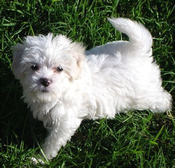 Maltipoo Dog Breeders Profiles and Pictures | Dog Breeders Profiles and Pictures