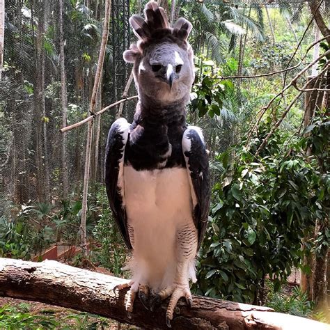 Harpy Eagle Hunting Sloth