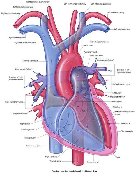 Pictures Of Brachiocephalic Vein