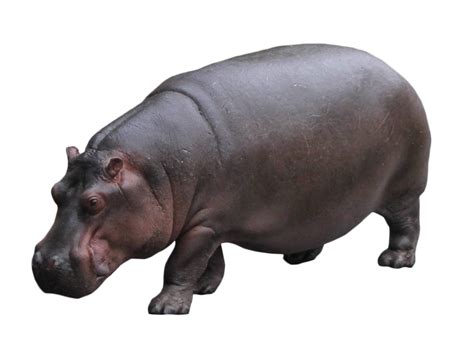 Hippo Standing PNG Image - PurePNG | Free transparent CC0 PNG Image Library