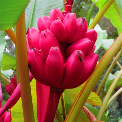 2020 Dwarf Banana Tree Seeds Fruit Seeds Rare Mini Bonsai Pink Banana ...