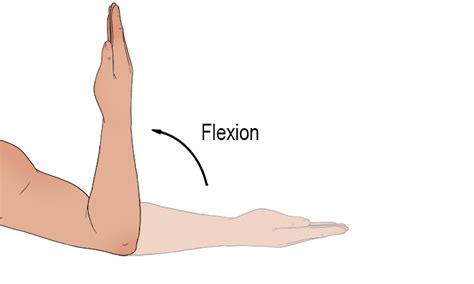 Flexion - Mammoth Memory definition - remember meaning