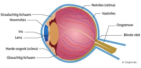 Anatomie van het oog - Oogfonds