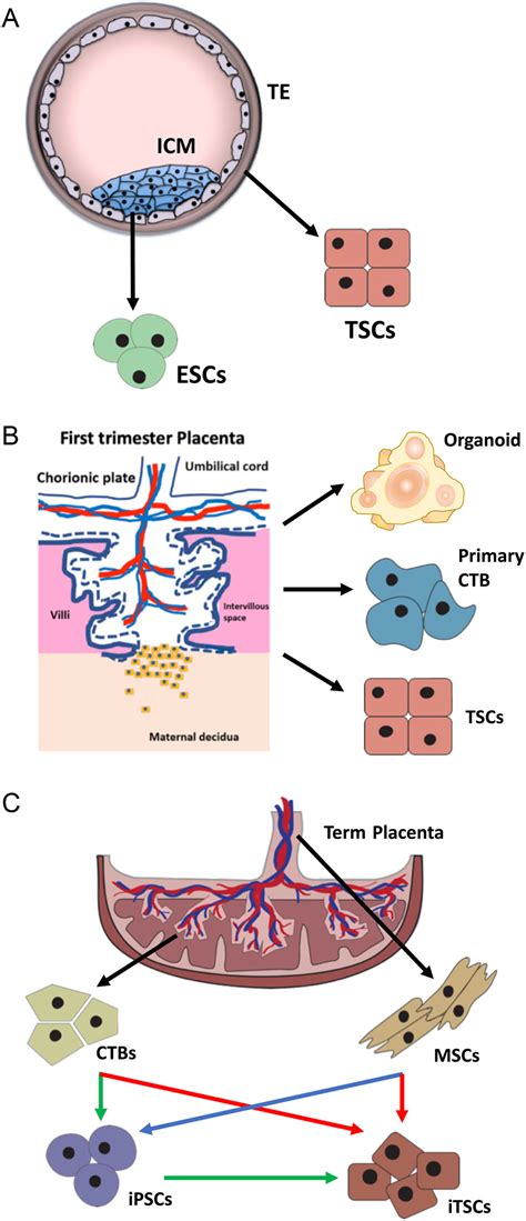 Modeling human trophoblast, the placental epithelium at the maternal fetal interface in ...