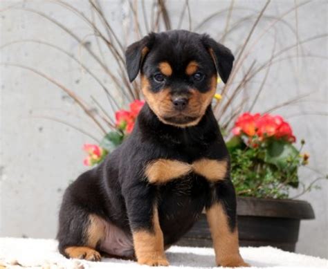 Rottweiler - Miniature Puppies For Sale | Puppy Adoption | Keystone Puppies