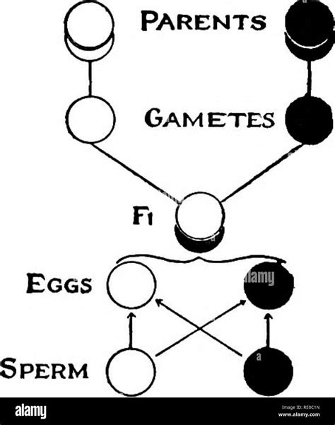 Mendel's law of segregation Black and White Stock Photos & Images - Alamy