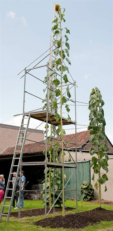 Tallest sunflower | Things to come, Urban farming, Garden arch