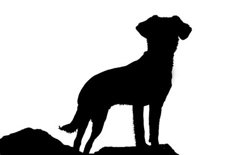 Silhouette Of Dog Free Stock Photo - Public Domain Pictures