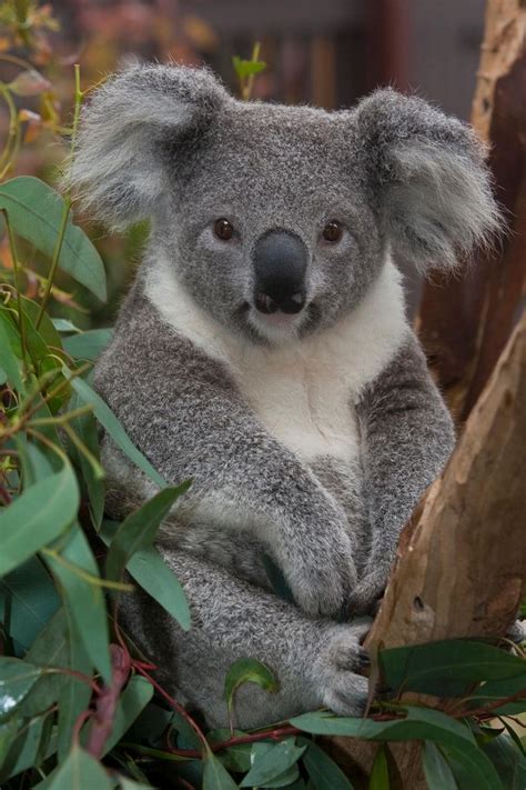 koala-marsupial, not a bear | Photoshopped animals, Cute animals, Animals