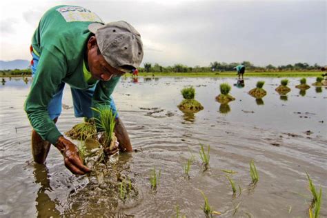 ‘Planting rice is never fun’ | Catholic News Philippines | LiCAS.news Philippines | Licas News