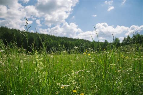 Wildflowers and grass stock image. Image of flora, beauty - 124910337