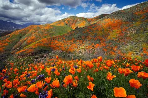 30k+ California Poppy Pictures | Download Free Images on Unsplash