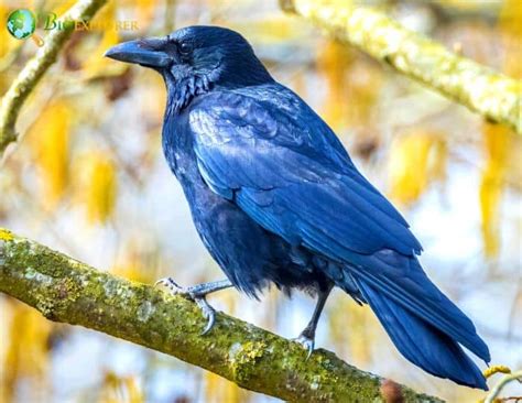 Carrion Crow | Corvus corone | Black Bird | Diet | Fun Facts