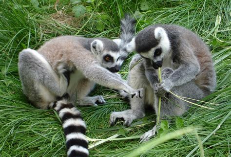 Ring Tailed Lemurs 2 Free Photo Download | FreeImages